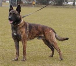 working dutch shepherd breeders