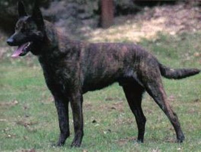 Long haired on sale dutch shepherd breeders